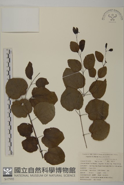 連香樹藏品圖，第1張