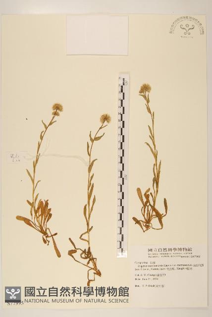 Accession Number:S077995 Collection Image, Figure 1, Total 2 Figures