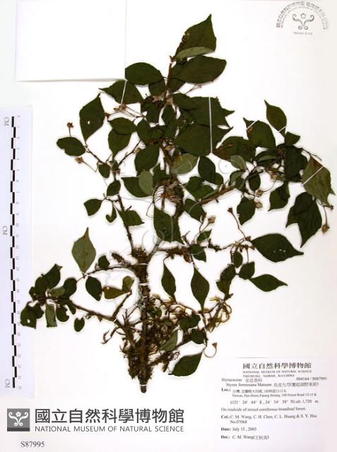 烏皮九芎、奮起湖野茉莉藏品圖，第1張