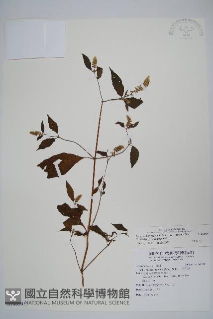 日本牛膝藏品圖，第1張