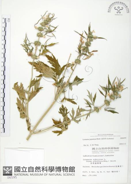 益母草藏品圖，第1張