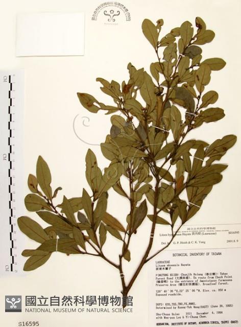 黃肉樹, 小梗木薑子藏品圖，第1張