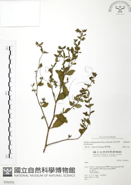 克非亞草藏品圖，第1張