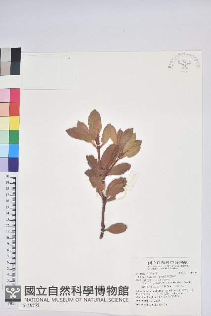 臺灣馬醉木藏品圖，第1張