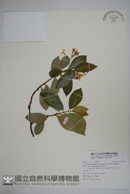 蘭嶼絡石藏品圖，第1張