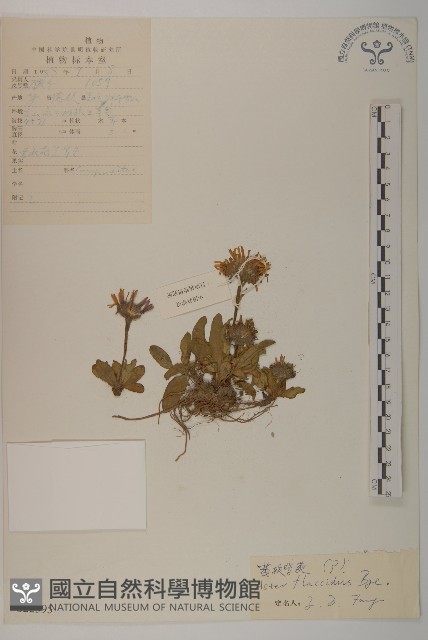 柔軟紫菀藏品圖，第1張