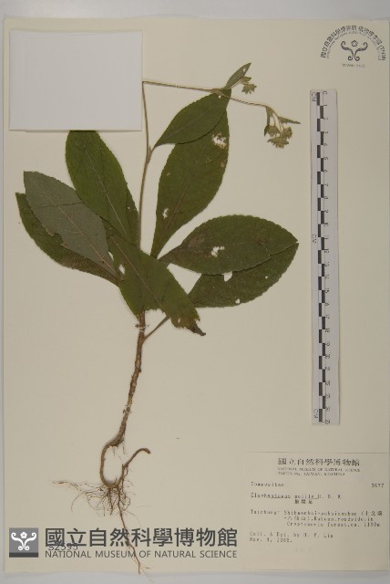 地膽草、毛蓮菜藏品圖，第1張
