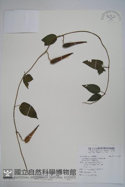 絨毛芙蓉蘭藏品圖，第1張