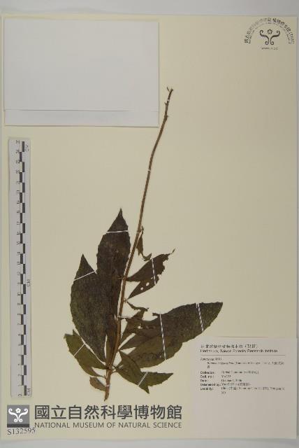 大頭艾納香藏品圖，第1張