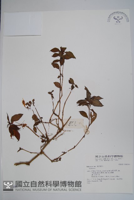 登錄號:S042595藏品圖，第1張