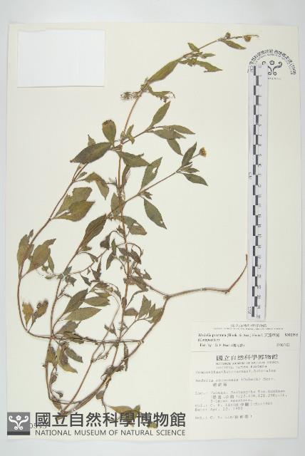 天蓬草舅藏品圖，第1張