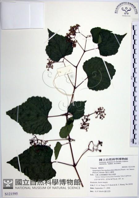 漢氏山葡萄藏品圖，第1張