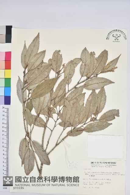 狹葉椆藏品圖，第1張