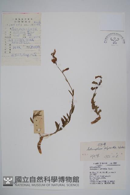 石沙參藏品圖，第1張