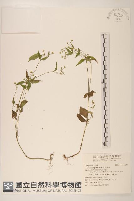 小米菊藏品圖，第1張