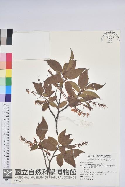 南燭藏品圖，第1張