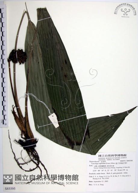 船子草、船仔草藏品圖，第1張