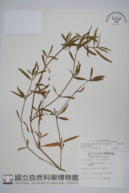 蓮子草藏品圖，第1張