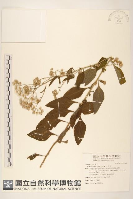 一枝香藏品圖，第1張