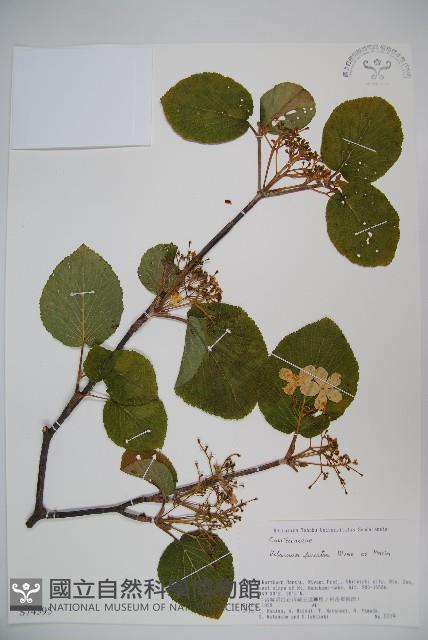 登錄號:S074595藏品圖，第1張