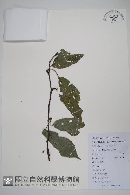 闊葉獼猴桃藏品圖，第1張