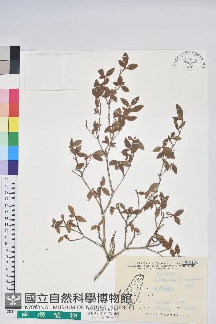 臺灣杜鵑藏品圖，第1張