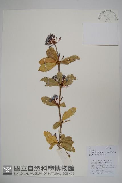 粉葉小檗藏品圖，第1張