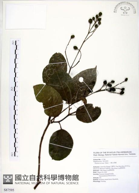 三葉山香圓藏品圖，第1張