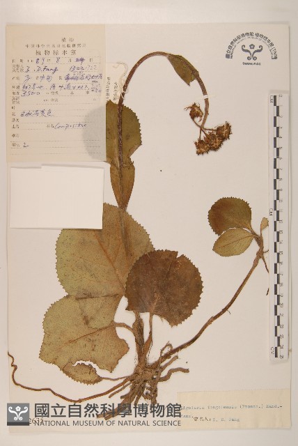 扁核木藏品圖，第1張