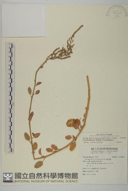 變葉藜藏品圖，第1張