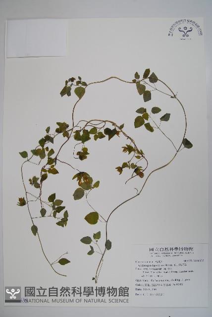 玉山山奶草藏品圖，第1張