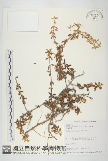 天蓬草舅藏品圖，第1張