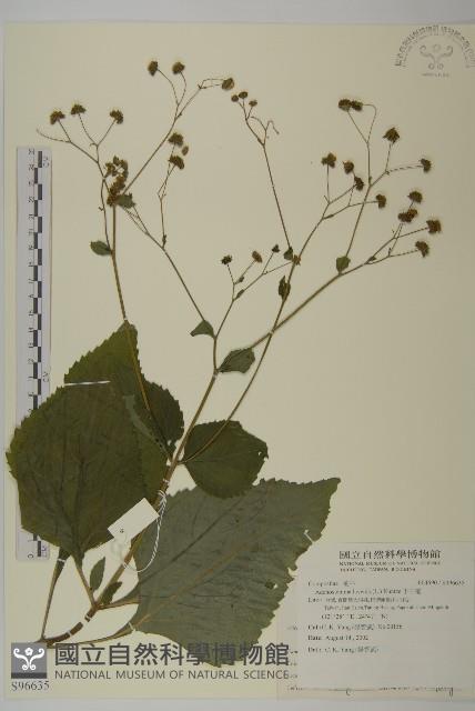 下田菊藏品圖，第1張