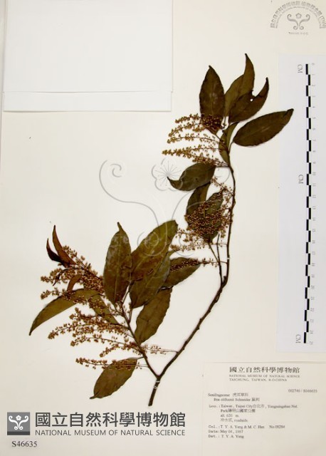 鼠刺藏品圖，第1張