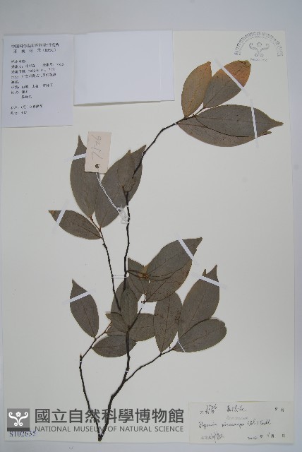 嘉陵花藏品圖，第1張