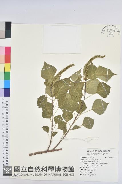 烏臼藏品圖，第1張