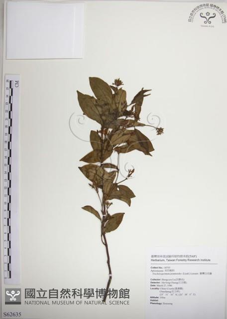 絡石藏品圖，第1張