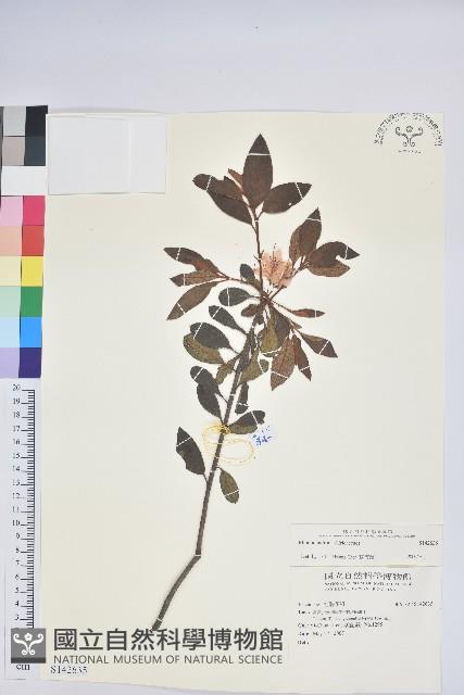 登錄號:S142635藏品圖，第1張