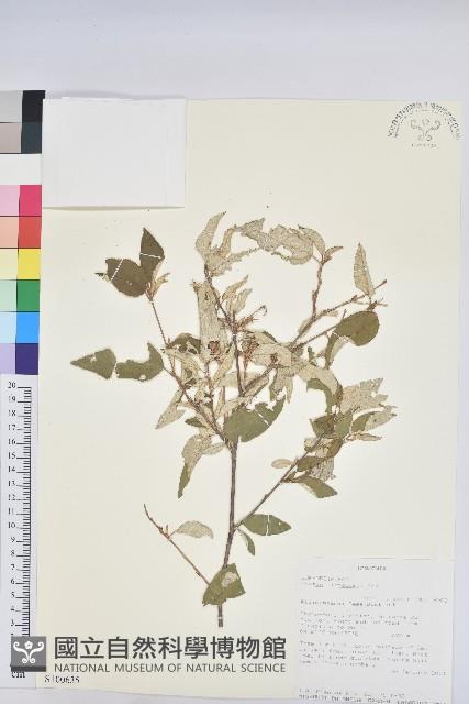 登錄號:S100635藏品圖，第1張