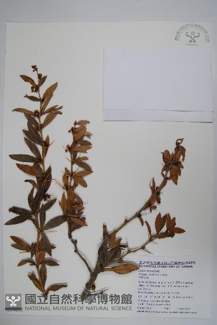 Taiwan barberry, Kawakami Barberry Collection Image, Figure 1, Total 2 Figures