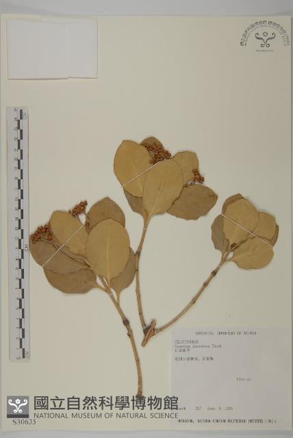 日本衛矛, 大葉黃楊藏品圖，第1張