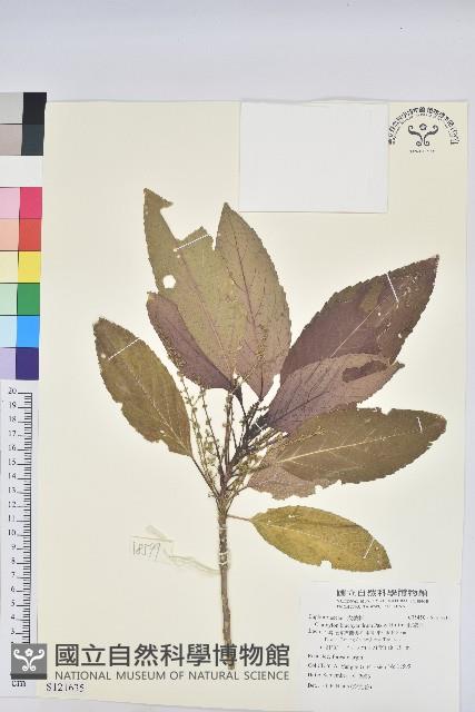 假鐵莧藏品圖，第1張