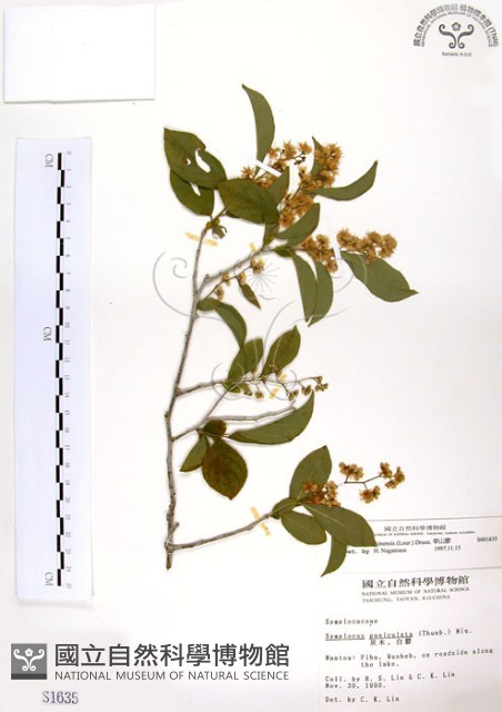 灰木藏品圖，第1張
