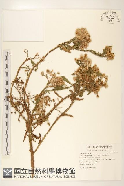 翼莖闊苞菊藏品圖，第1張