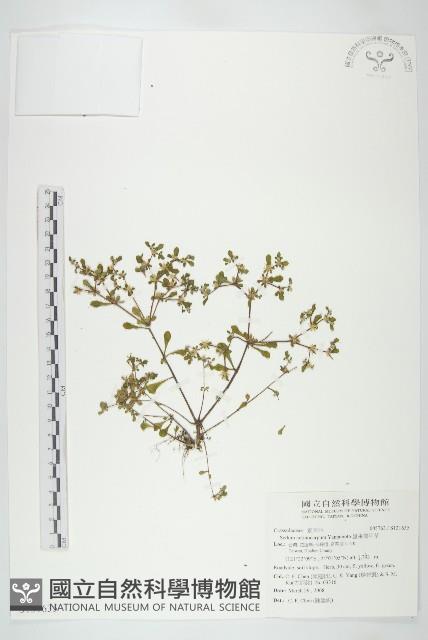 星果佛甲草藏品圖，第1張