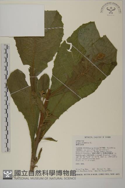 薄葉艾納香藏品圖，第1張