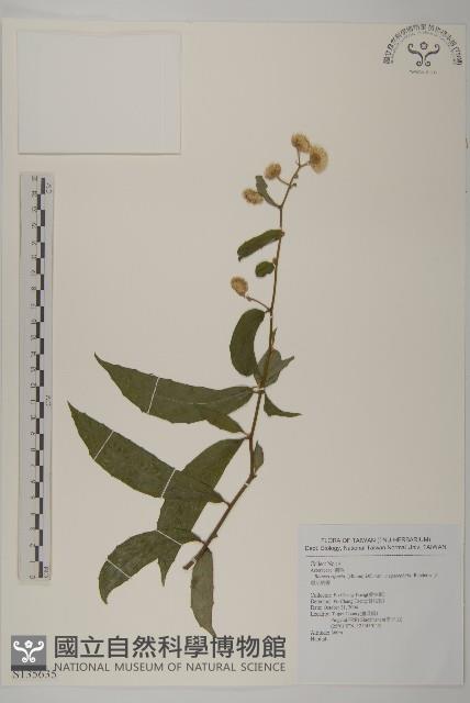 大頭艾納香藏品圖，第1張