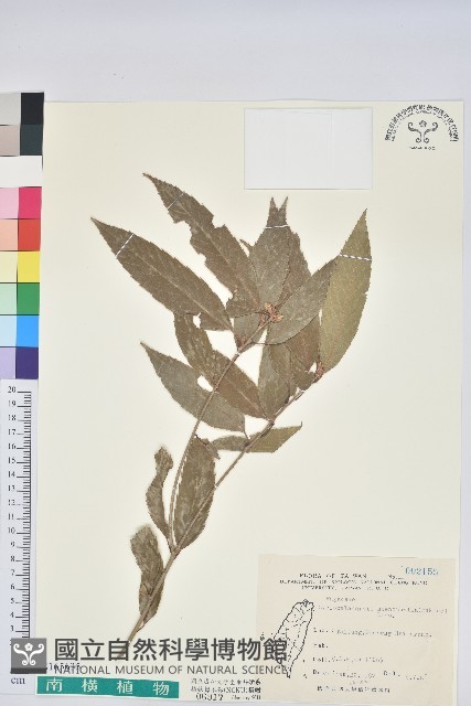 登錄號:S165635藏品圖，第1張