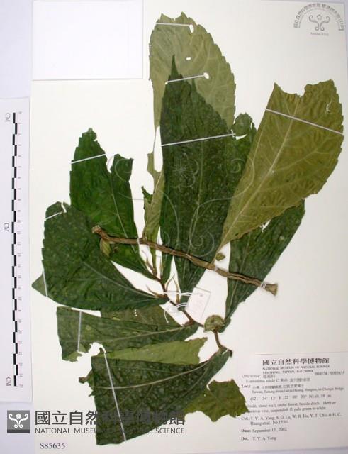 食用樓梯草藏品圖，第1張