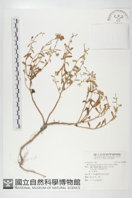 狗娃花藏品圖，第1張